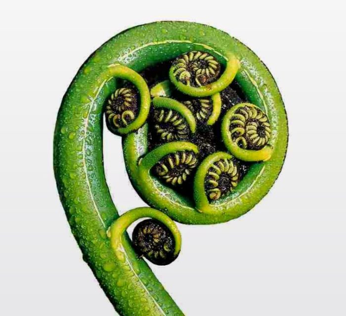 KoruName KoruName